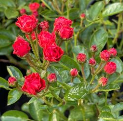 Роза миниатюрная Аничка (Капелька) красный bn 6л