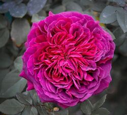 Роза английская Вильям Шекспир пурпурный bn 2л