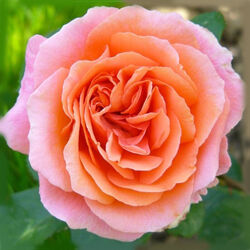 Роза чайно-гибридная Амур де Молен Франция лососево-розовый 6 л bn