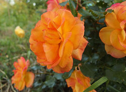 Роза плетистая Сахара Германия желто-оранжевый bn 6л