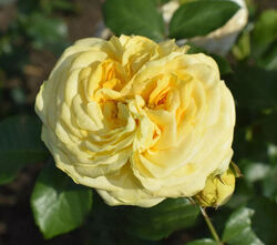 Роза чайно-гибридная Лемон Помпон Германия желтый bn 6л