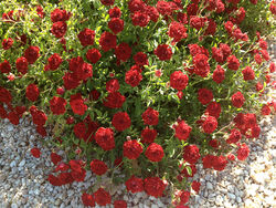 Роза почвопокровная Ред Каскад красный bn 6л