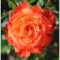 Роза миниатюрная полиантовая Мандарин bn 6л