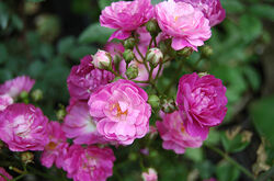 Роза миниатюрная полиантовая Бейби Фаракс bn 6л