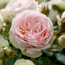 Роза плетистая Пьер де Ронсар (Эден) кремово-бело-розовый 6 л bn