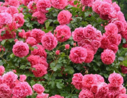 Роза плетистая Розариум Ютерсен (розовый) 6л