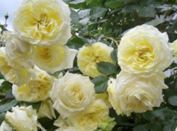 Роза плетистая Эльф (белый) 6л