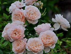Роза плетистая Розе де Толбиак 6л