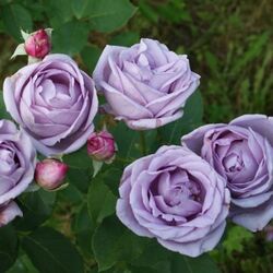Роза плетистая Индиголетта (фиолетовый) 6л bn