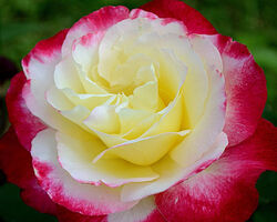 Роза чайно-гибридная Дабл Дилайт (цвет клубники со сливками) 6 л