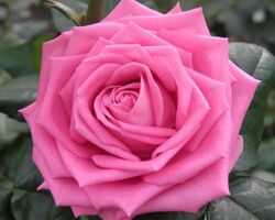 Роза чайно-гибридная Аква темно-розовый 6л bn