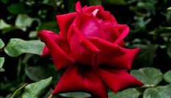 Роза чайно-гибридная Валентино (красный) 6 л