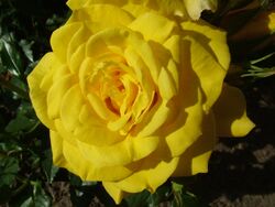 Роза чайно-гибридная Илиос bn (желтый) 6 л