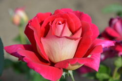 Роза чайно-гибридная Кроненбург (бордовый с золотым реверсом) 6 л bn