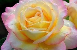Роза чайно-гибридная Глория Дей (светло-желтый с розовым краем) 6 л bn