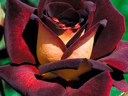 Роза чайно-гибридная Эдди Митчелл (красный бархат) 6л bn