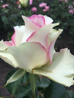 Роза чайно-гибридная Вальс де Мейян (белый с розовым краем) Франция 6л bn