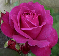 Роза чайно-гибридная Пароле (пурпурный) bn 6 л