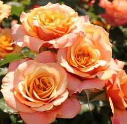 Роза шраб Ла Вилла Котта оранжево-лососевый 6л