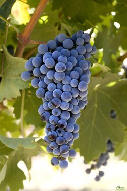 Виноград корнесобственный плодовый Каберне совиньон