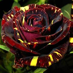 Роза Фокус-Покус bn темно-красный с желтыми полосками 6л