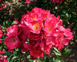 Роза мускусная шраб Гранд Дюк Жан малиновый с белым центром bn 6л