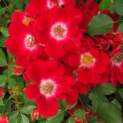 Роза шраб Руж Мейяндекор миниатюрная красный bn 6л