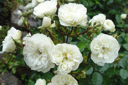 Роза бордюрная Грин айс бело-зеленый bn 6л