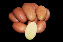 Картофель семенной Фаворит 30-55мм 2 кг grs