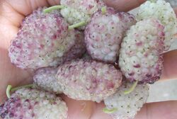 Шелковица Луганочка (розовые плоды) 5л H100-140 (grs)