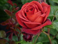 Роза чайно-гибридная Терракота 4л