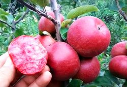 Яблоня осенняя красномясая Тринити 7-10л