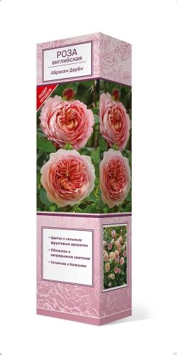 Роза английская кустовая Абрахам Дерби (коробка) ПОИСК