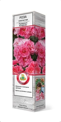 Роза плетистая Розариум Ютерсен (Коробка) ПОИСК