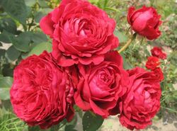 Роза флорибунда Роза 4х ветров (Роз де Катро Вант) (коробка) ПОИСК