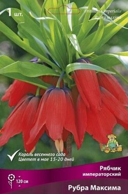 Луковица Рябчик императорский Рубра максима