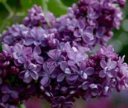 Сирень махровая Виолетта (фиолетовый) H100-120 bn