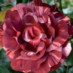Роза флорибунда Брауни bn полосатый коричневато-красный 2 л