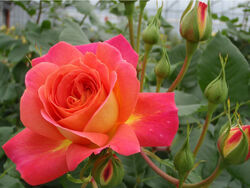 Роза флорибунда Мидсаммер Германия клубнично-желтый bn 2л