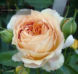 Роза чайно-гибридная Карамель Антик Германия сливочно-желтый bn 2л