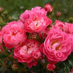 Роза миниатюрная Шарман bn розовый 2л
