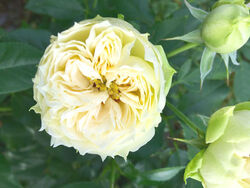 Роза спрей Бланшетт зеленовато-кремовый bn 6л