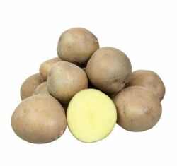 Картофель семенной Колобок суперэлита 30-55мм 2кг grs